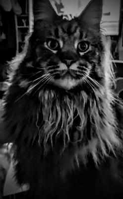 Binx black and white image of pretty female maine coon cat with long ruff.