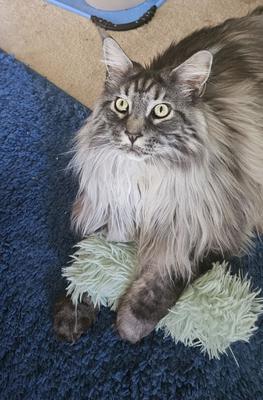 Biscuit handsome purebred silver tabby male maine coon