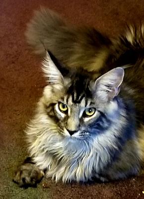 handsome purebred silver tabby male maine coon