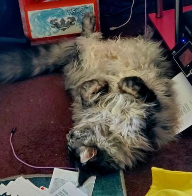 handsome purebred silver tabby male maine coon