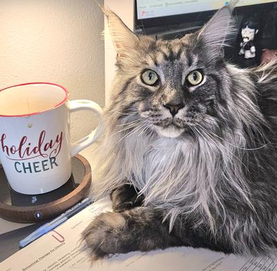 handsome purebred silver tabby male maine coon