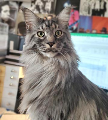 beautiful tabby maine coon cat with long mane.