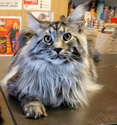 longhaired maine coon male 