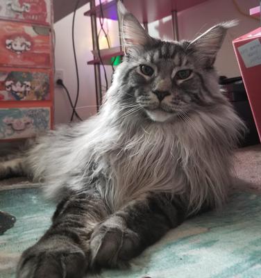 handsome tabby maine coon cat with a long mane.