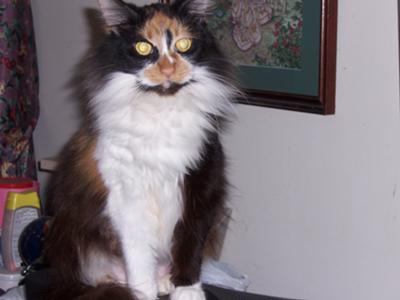 Bitsy
