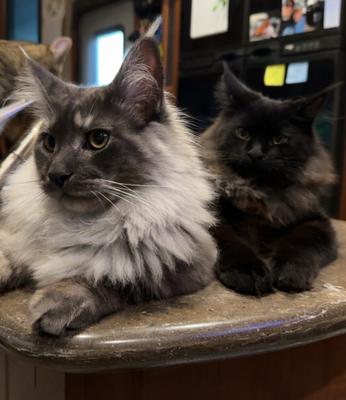 Bjorn and Ivar two unique colored maine coon cats side by side.