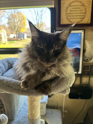 Bjorn gorgeous purebred maine coon boy.