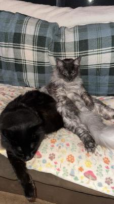 Bjorn and Ivar two maine coons hanging out on a couch.