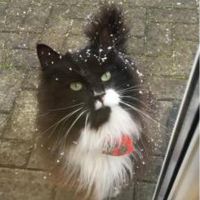 Bertie black and white tuxedo kitty