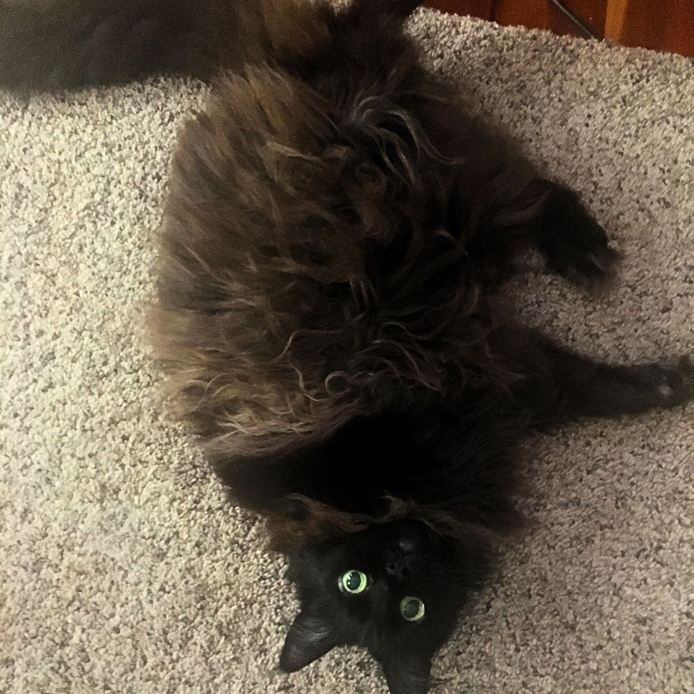 black maine coob laying upside down on a rug.