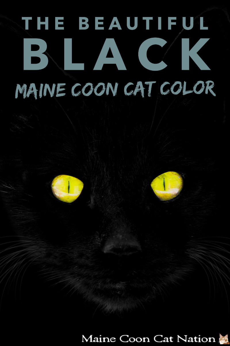 All About the Black Maine Coon Cat Color all about the black maine coon cat color