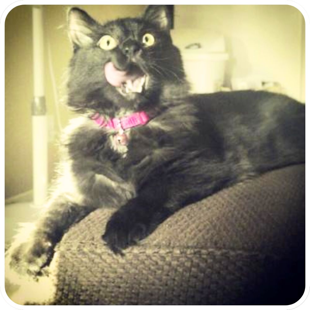 Magic showing off her pink tongue black maine coon with mouth open and tongue out