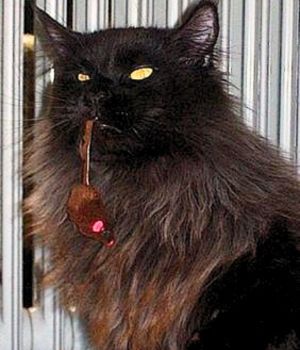 black maine coon cat holding catnip mouse in his mouth