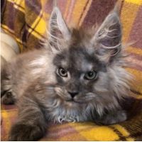 Yellowstonecoon Tomboy Honey black smoke maine coon kitten