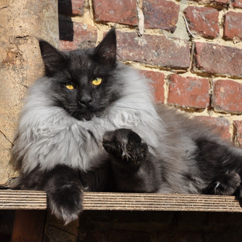 Black Smoke Maine Coon Nemesis Female High Black Smoke Maine Coon