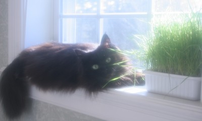 Alice the Black Maine Coon cat on a windowsill black maine coon cat on windowsill