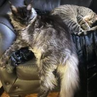 Maximus Rex black smoke kitty on a chair with tabby cat