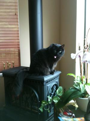 Blackie