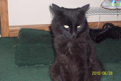 Black Smoke Cat