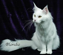 Blondie is a vision in White Blondie is a vision in White