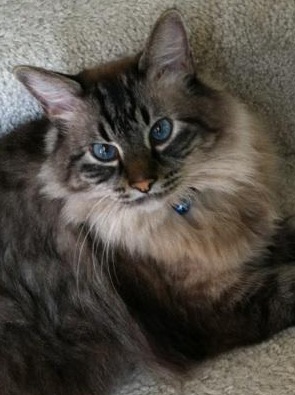 Blu