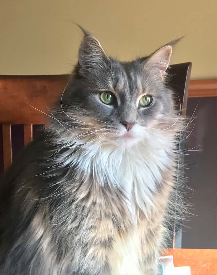 blue and cream tabby with blue eyes. blue and cream tabby with blue eyes.