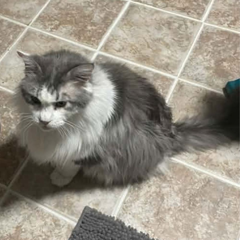 blue and white Maine Coon on a tile floor. blue and white Maine Coon on a tile floor.