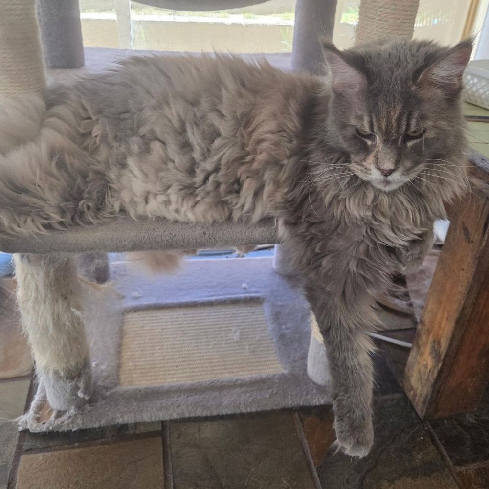 blue silver tortie resting with leg outstretched. blue silver tortie resting with leg outstretched.