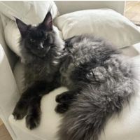 Loki is a Blue Smoke With a Solid Pattern blue smoke solid maine coon cat