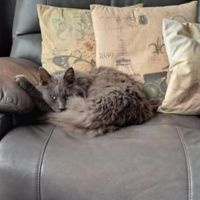 blue solid maine coon