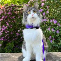 blue tabby and white maine coon on a leash