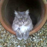 blue with white female maine coon