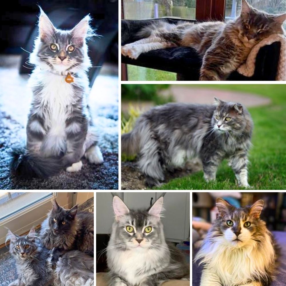 collage of gorgeous blue maine coons.