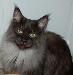 Bo is a handsome Black Smoke Maine Coon Cat Bo is a handsome Black Smoke Maine Coon Cat