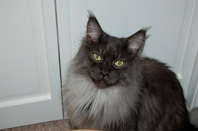 Bo the Black Smoke Maine Coon cat Bo the Black Smoke Maine Coon cat