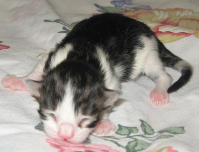 tiny newborn maine coon kitten tabby with white.