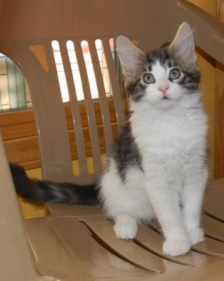 Bob Dylan white and tabby maine coon kitten sitting pretty.
