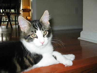 purebred 6 month old maine coon kitten with paws crossed.