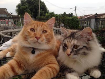 Boboi and Gerl