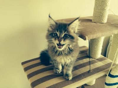 Bob little small maine coon kitten on a cat tree meowing.