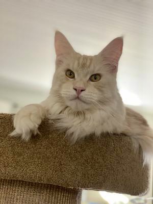 bodhi the maine coon