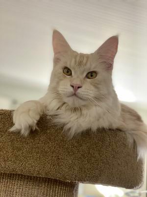 Bodhi young male red silver maine coon cat.