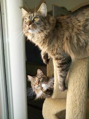 Bogey & Birdie