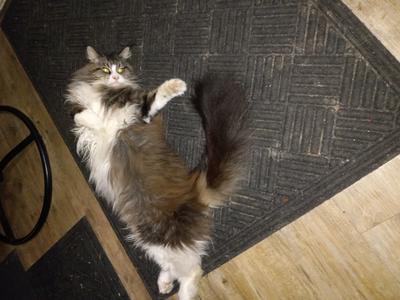 fluffy white and gray cat rolling around