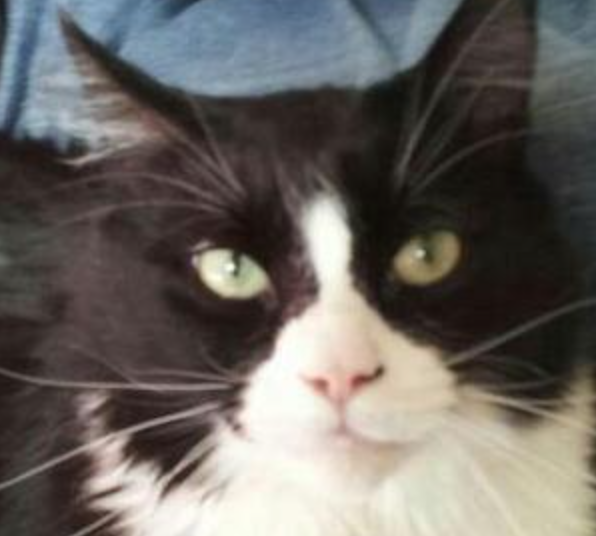 Boots black and white cat closeup