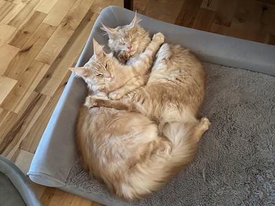 two red silver maine coon cats cuddling together.