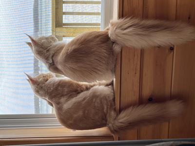 Boris and Natasha two light ginger maine coon cats sitting on a windowsill together looking outside.