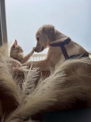 young maine coon kitten and yellow lab dog together.