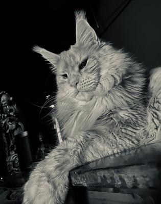 black and white photo of handsome maine coon cat.