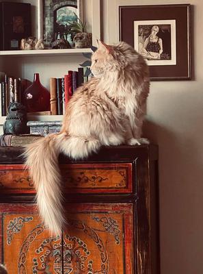 cream maine coon posing on an end table.